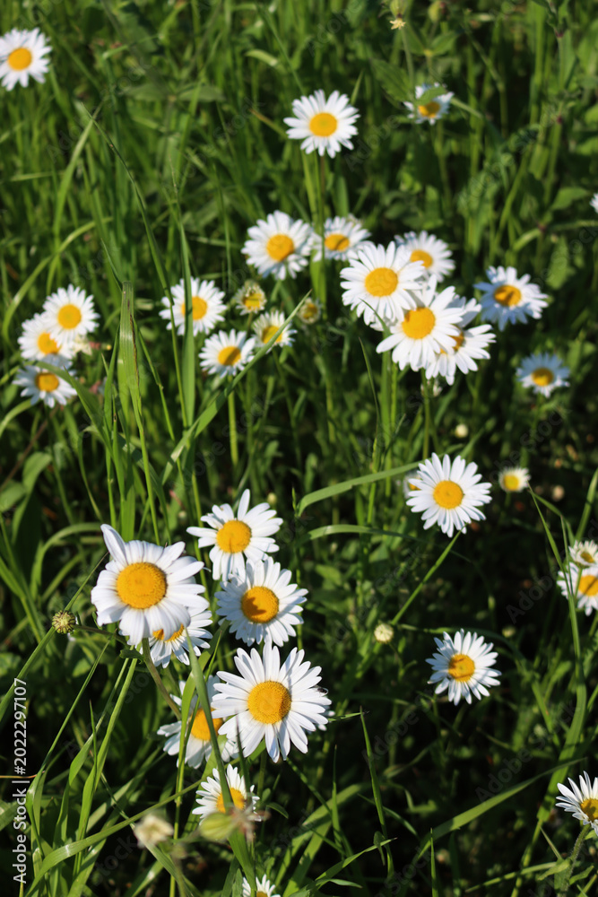 Fototapeta premium Leucanthemum vulgare plant in bloom. White and yellow Oxe eye daisy in the meadow