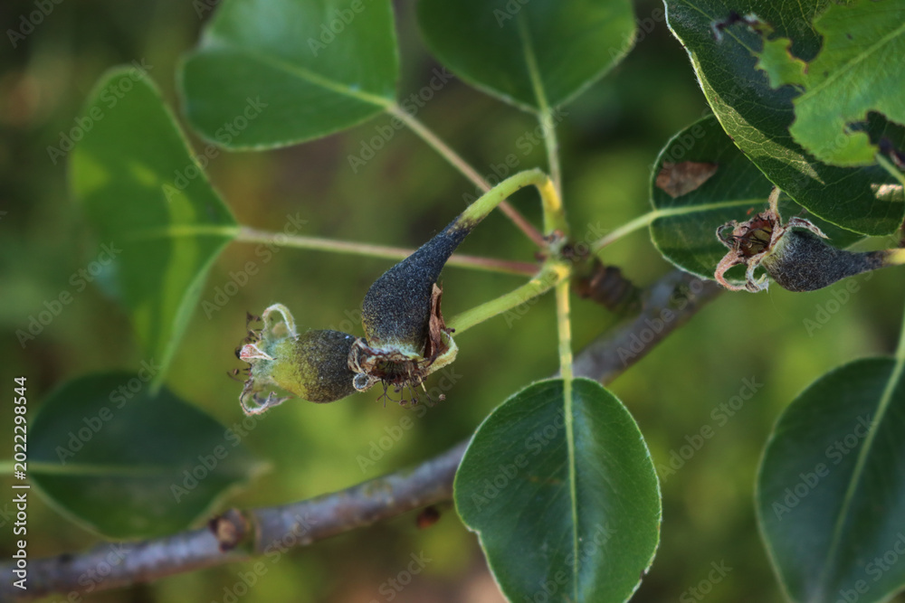 Fototapeta premium Close-up of small Pear fruits not growing and turn black in the orchard. Cultivated Pyrus tree on springtime