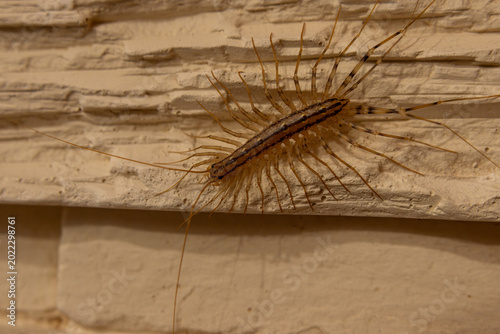 House centipede crawling on textured wall surface