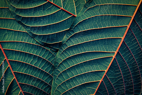 Kratom leaf texture with symmetry red veins, Tropical botanical foliage pattern with dramatic light and deep teal shadows.