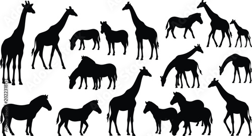 Photography Black silhouettes of giraffes and horses, various poses, on white background