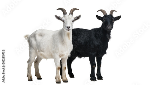 Foto Isolated pair of domestic goats, one black and one white, standing side by side