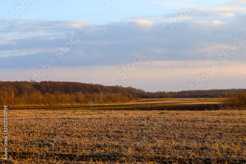 Wide agricultural field with remnants of dry stubble during a picturesque evening sunset. Dense forest belt is visible on the horizon, and the sky is covered with soft clouds with a pink tint.