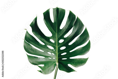 Foto Isolated green Monstera leaf with characteristic fenestrations and a vibrant tro