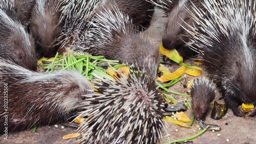 Footage of Porcupines Young and Adult Feeding Together on Fruits and Vegetables