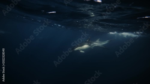 Lonely dolphin swimming alone in dark ocean waters during sardine run migration, cinematic underwater wildlife scene with mysterious atmosphere and deep blue marine environment