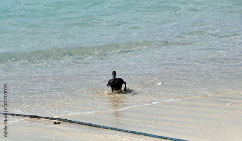 Oiled bird struggling on tropical beach