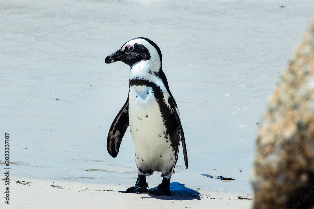 Obraz premium African penguin standing alert on sandy beach at Boulders Beach, Simon's Town