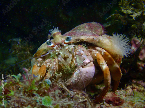 Foto Hermit crab with sea anemones
