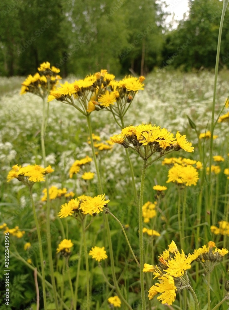 Obraz premium A few blooming tall hawkweeds growing in a meadow with cow parsleys in June.