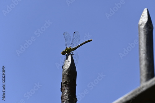 Perched dragonfly in nature
