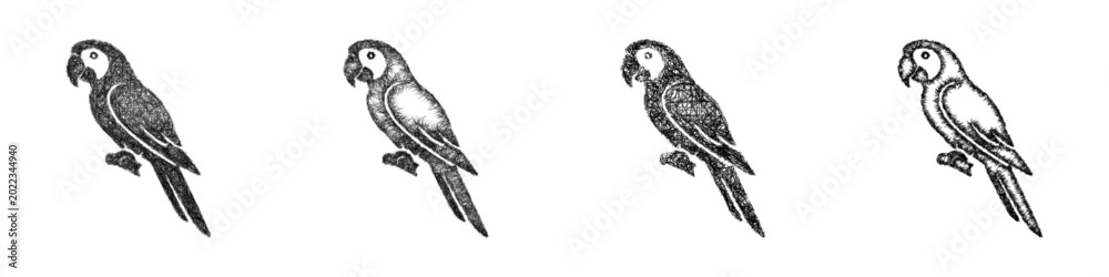 Fototapeta premium Sketch parrot icon design set