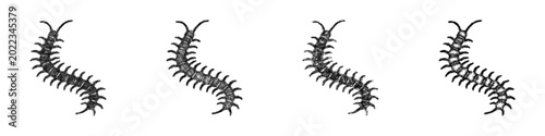 Foto Sketch centipede icon design set