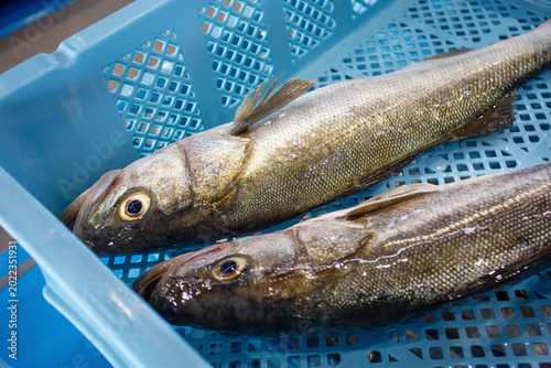 Photos Fresh seabass at Ukedo fishing port in Fukushima