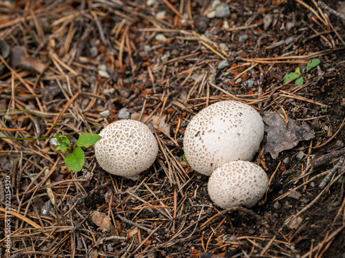 Three white common puffball mushrooms grow on alpine pine needle forest floor
