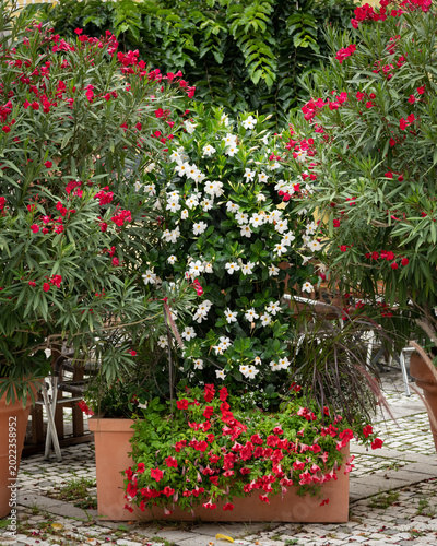 Red oleander and white mandevilla in terracotta planters Mediterranean garden courtyard