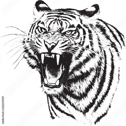 Roaring tiger head vector portrait illustration. Hand-drawn vintage engraving style black and white wild cat animal isolated on white background. Retro wildlife predator mascot.