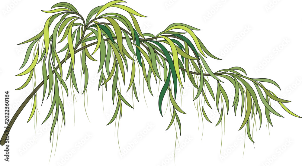 Obraz premium A weeping willow tree branch with long green leaves on a white background in a natural outdoor setting with serene atmosphere