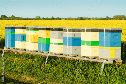bee hives stand next to a field of blooming rapeseed