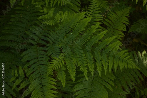 Lush green fern fronds create a dense, textured background. The fern's pinnate leaves exhibit a deep green hue with a slightly glossy surface.