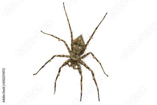 Foto Brown Huntsman Spider Isolated on White Background