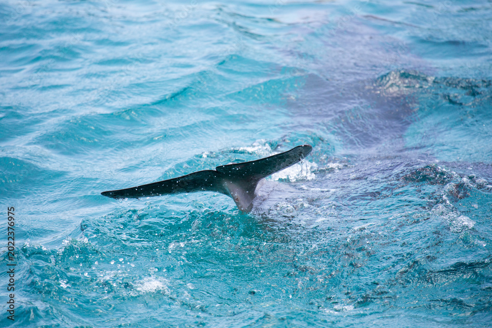 Fototapeta premium Flosse eines Delfins im Meer 