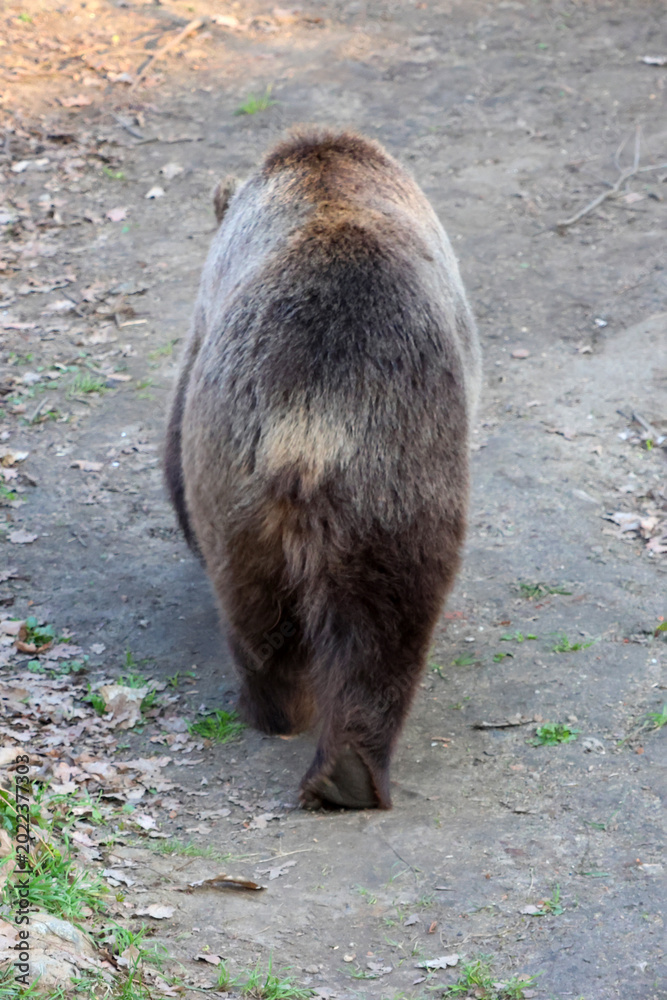 Obraz premium Solitary Bear Strolling on Forest Path in Natural Habitat