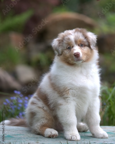 Red merle Australian Shepherd puppy sitting outdoors in garden, cute fluffy dog portrait