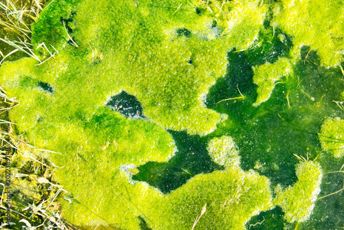 Foto A striking top-down macro shot reveals a dense layer of vibrant green pond moss and algae floating on a wet water surface with intricate organic textures