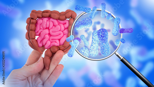Quadro su tela Bifidobacteria gut microbiota concept with intestine model and magnified probiot