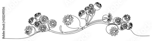 Foto Poppy seed heads on branch in minimalist monoline drawing style