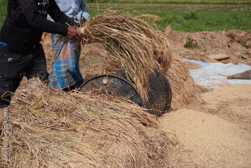 Tableau sur toile Farmers Using Traditional Threshing Drum to Process Grain