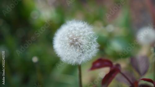 Photos Delicate Seed Head Ready For Wind Dispersion