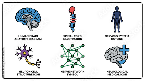 A detailed, flat-style vector graphic set showcasing the human nervous system including the brain anatomy diagram, spinal cord outline, neuron network symbol with a neurological medical icon