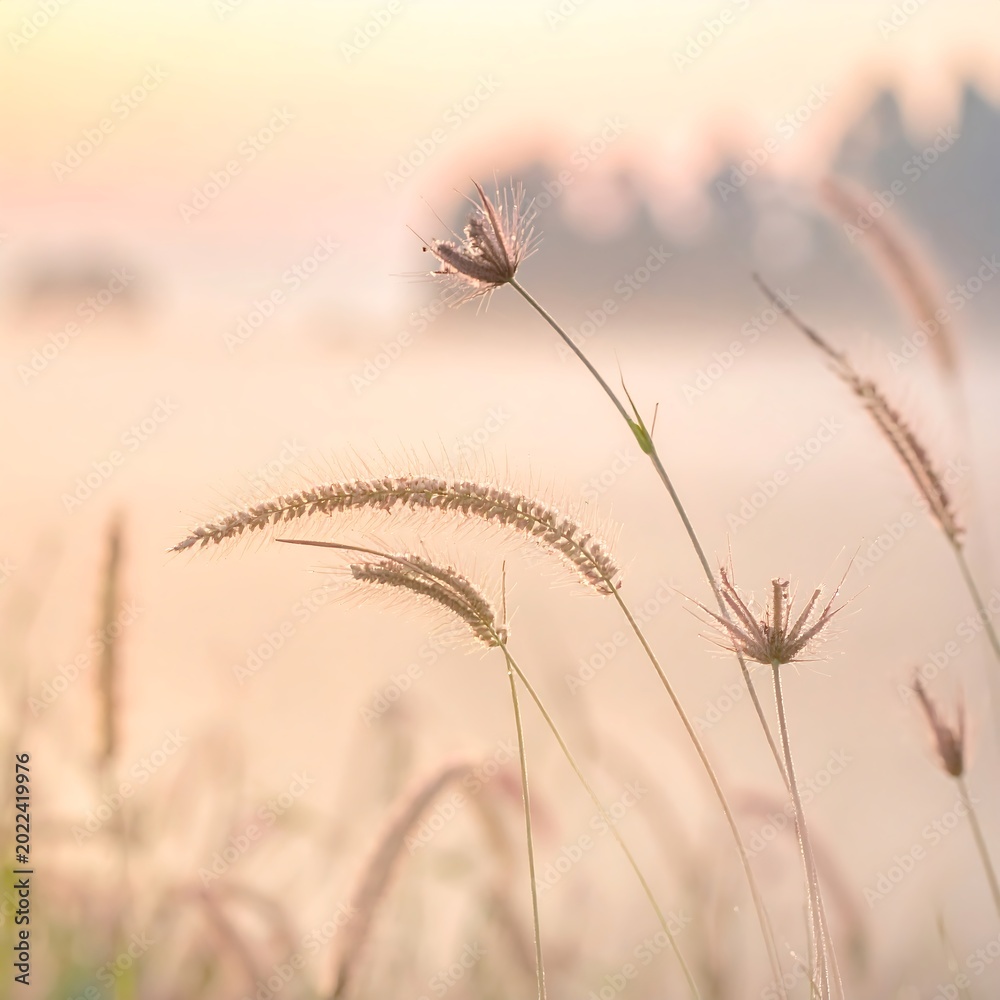 Fototapeta premium Golden wheat field at sunset serene.