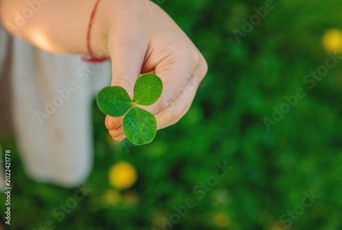 Fotografie Clover in the hands of a child in the garden. Selective focus.