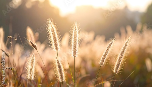 Golden wheat field at sunset.