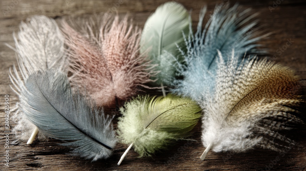 Obraz premium Collection of Natural Feathers with Various Textures Displayed on a Rustic Wooden Surface