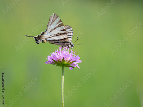 Iphiclides podalirius