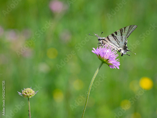 Iphiclides podalirius