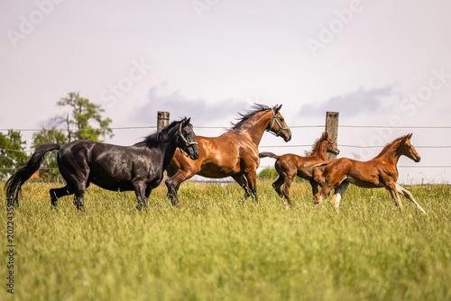 Bild auf Leinwand Elegant warmblood mare running freely beside playful foal on green meadow during