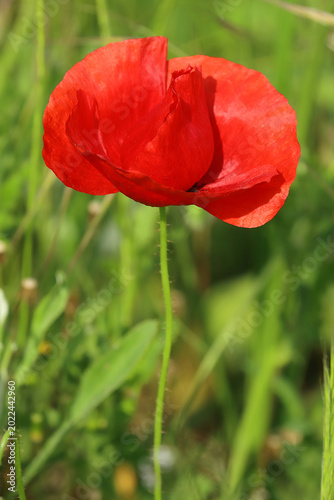 Common poppy, beautiful red flower in the field