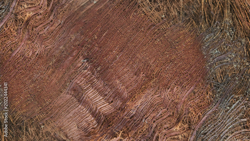 Abstract Organic Wood Fiber Texture with Natural Pattern Details