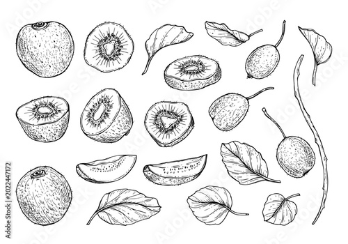 Hand drawn kiwi fruit with leaves set. Sketch of sliced and whole berry with seeds, foliage, branches. Black and white illustration for menu design, organic recipe or healthy food concept.
