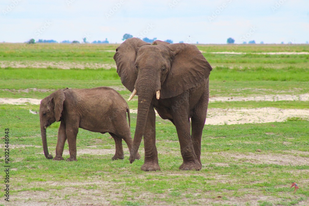 Obraz premium Elephants in Chobe National Park