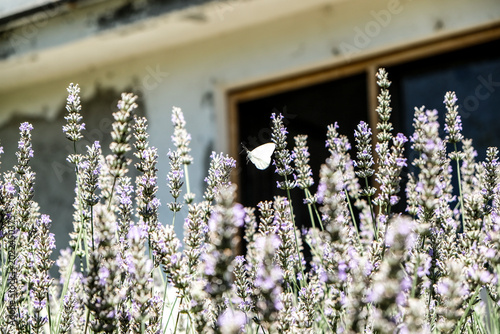 Lavender Field With White Butterfly Hovering, Sunlit Cottage Garden With Tall Purple Flower Spikes