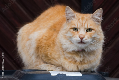 A Beautiful Furry Orange-Haired Tomcat is Resting on a Plastic Garbage Bin in a Courtyard