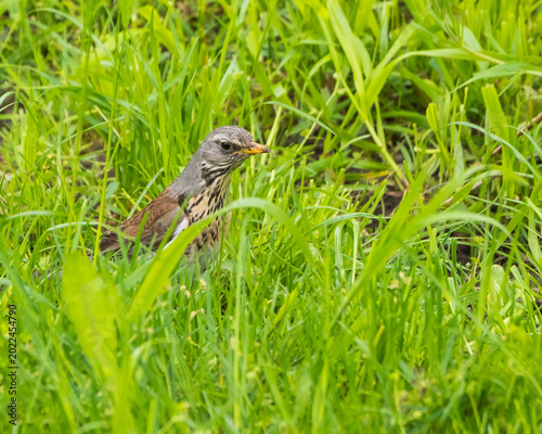 A Fieldfare (Turdus Pilaris) is Hiding in the Grass on a Rainy Spring Day