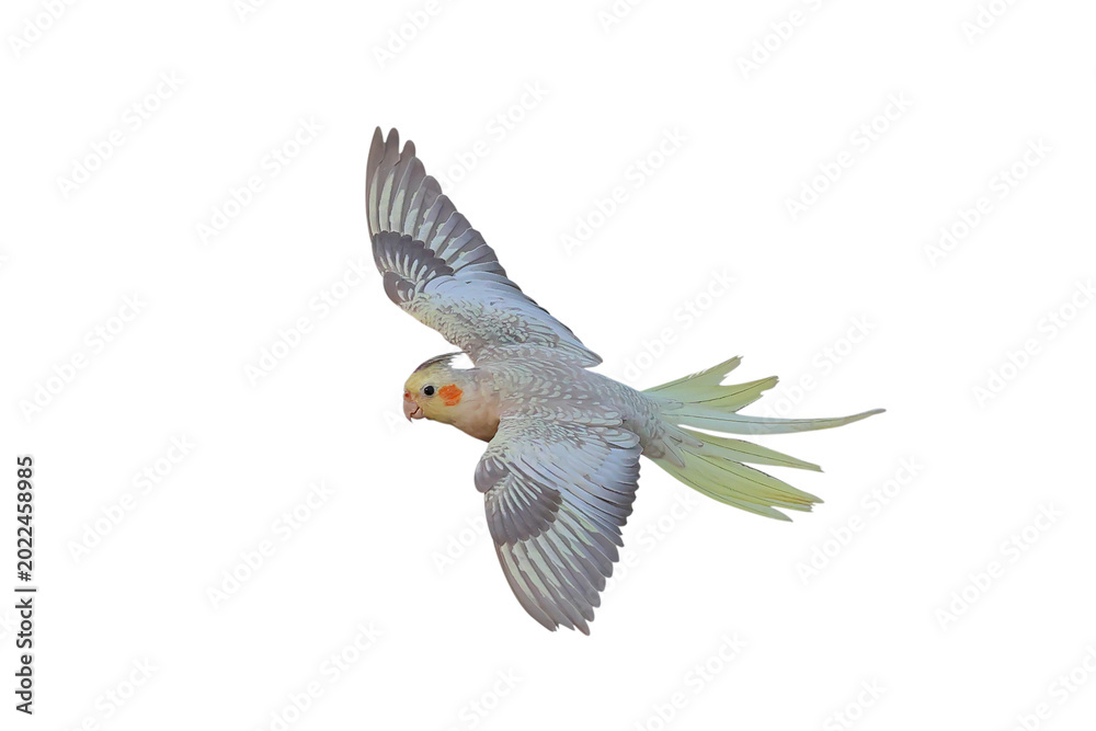Fototapeta premium Beautiful flying Cockatiel parrot isolated on transparent background png file