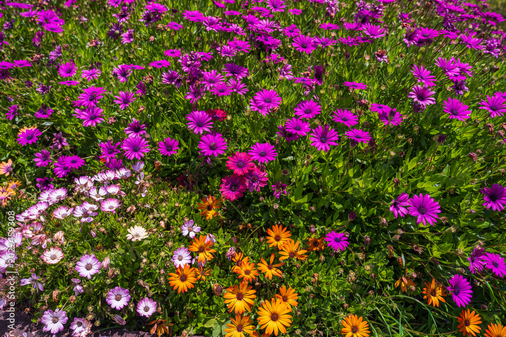 Obraz premium Vibrant field of blooming African Daisies (Osteospermum) in purple, pink, and orange colors under bright sunlight, Madeira Island, Portugal.